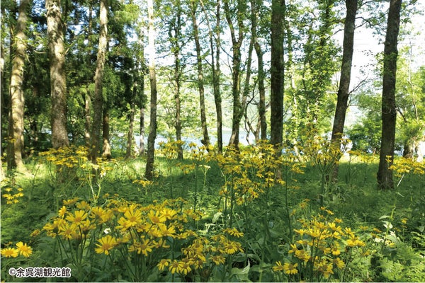 <滋賀>余呉湖一周ウォーキング【垂水・名谷・三宮出発】2
